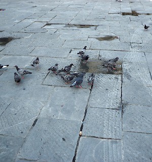 Pigeons