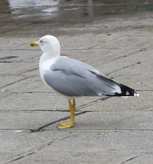 Herring Gull