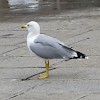 Herring Gull in Venice